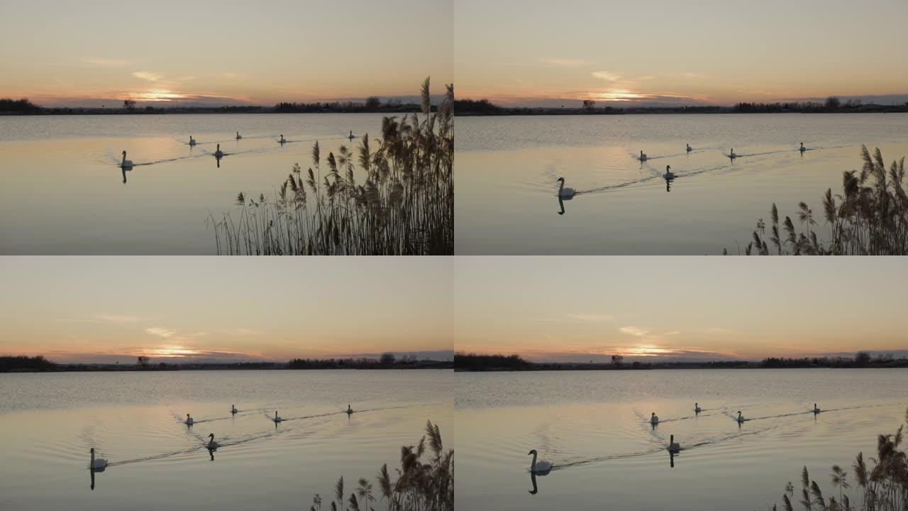 漂浮在湖上的天鹅水面湖面群鸟