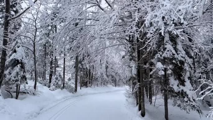 穿越雪白森林的雪道上的旅行视点