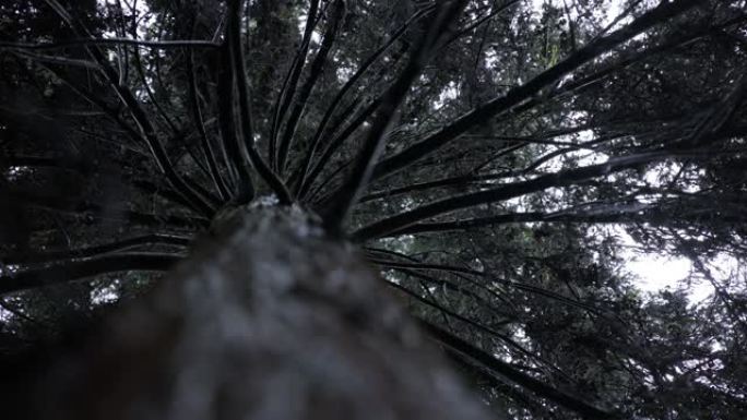 神秘的森林树在雨中仰望