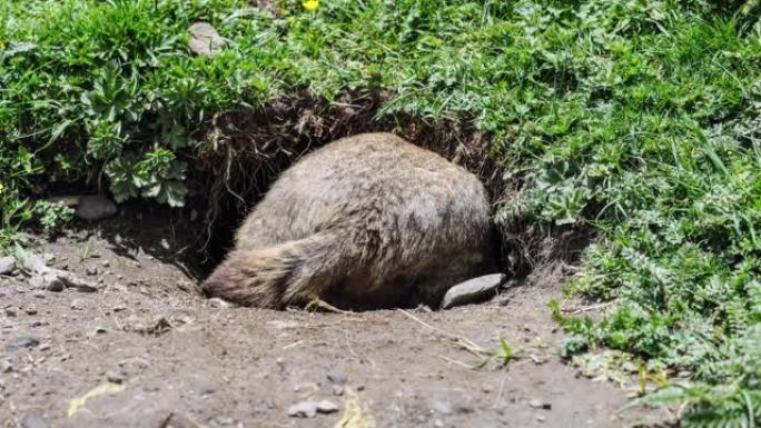 旱魔在山洞里休息土拨鼠动物园野生动物