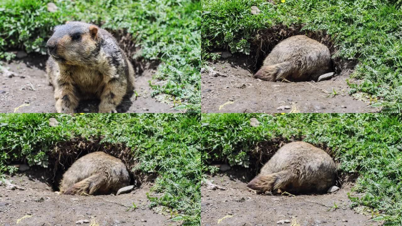 旱魔在山洞里休息土拨鼠动物园野生动物