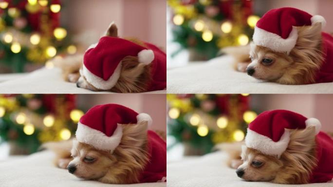 圣诞奇瓦瓦狗在圣诞节睡觉和放松
