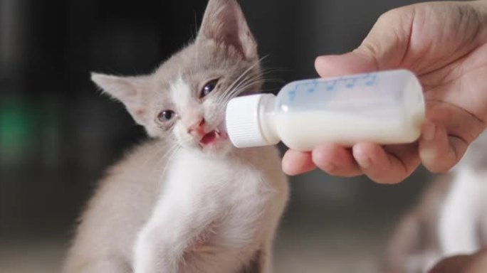 女孩喂小猫牛奶宠物辅食