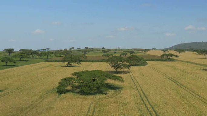 空中: 肯尼亚有相思树的麦田
