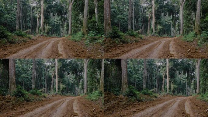 平移。通往热带雨林的道路，便于接触原木树。气候变化。森林砍伐