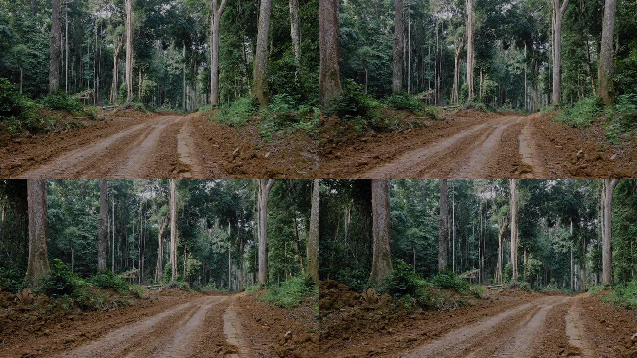平移。通往热带雨林的道路，便于接触原木树。气候变化。森林砍伐