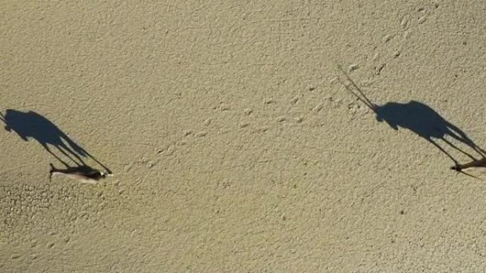 两只Gemsbok (Oryx) 走过纳米布沙漠干燥的裂缝泥浆的直下近景鸟瞰图投下阴影