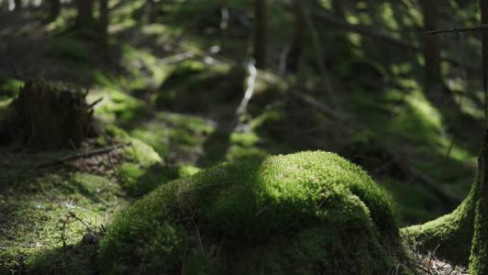 森林中的苔藓覆盖了岩石