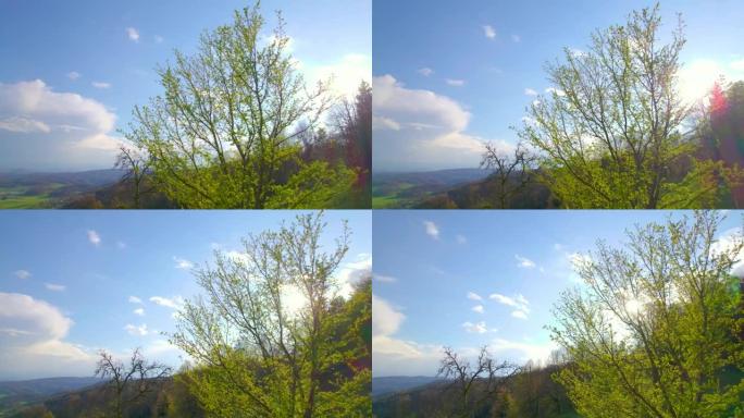 空中，镜头耀斑: 明亮的春天阳光照在一棵盛开的落叶树上。
