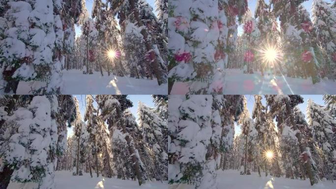 DS阳光透过积雪覆盖的云杉树
