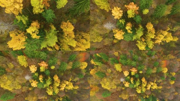 空中，自上而下: 充满活力的秋天森林中的落叶松树的金黄色树梢