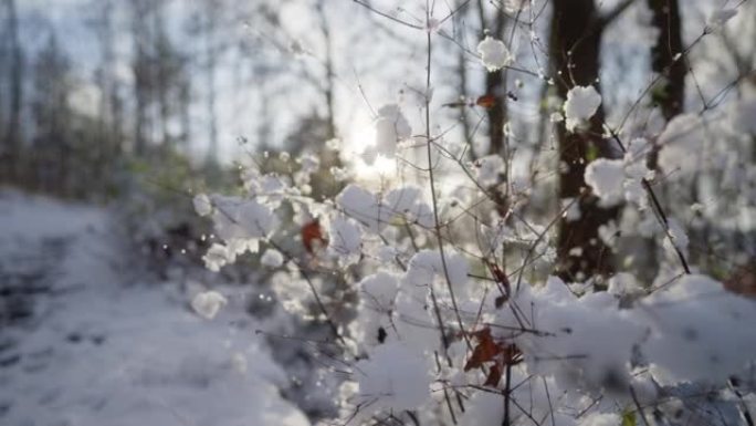 积雪覆盖森林中的植物