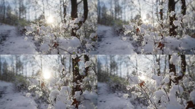 积雪覆盖森林中的植物