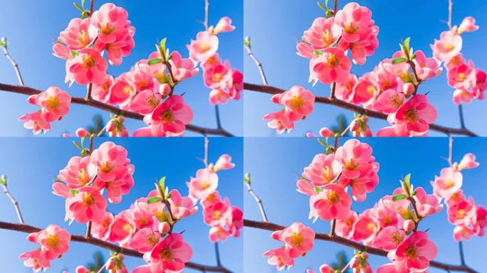 盛开的樱桃树花开富贵鲜花盛开开满枝头
