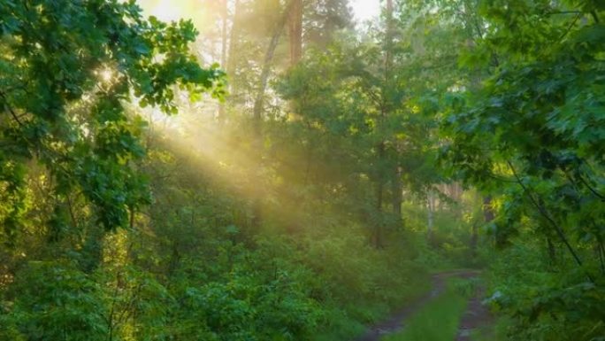 在神奇的夏日森林中漫步。郁郁葱葱的绿树和淡淡的晨雾。阳光穿透树木的叶子，形成壮丽的温暖光芒。夏季森林