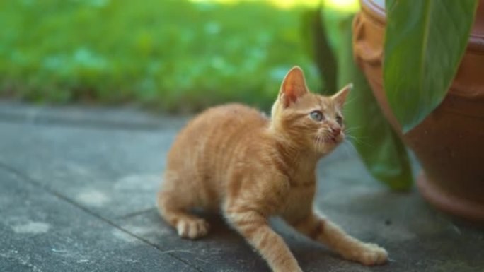 特写: 嬉戏的小猫在探索花园时在落叶上滑动爪子。