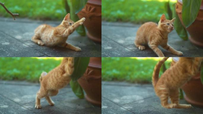特写: 嬉戏的小猫在探索花园时在落叶上滑动爪子。