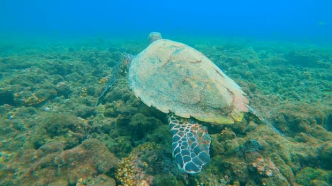 水下: 濒临灭绝的玳瑁在热带珊瑚礁中游泳