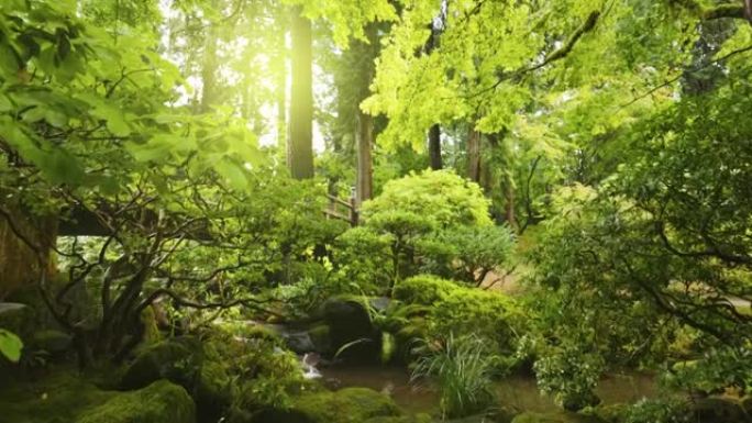 宏伟的日本花园。相机在绿色植物到溪流和桥梁之间移动，在背景上晒太阳