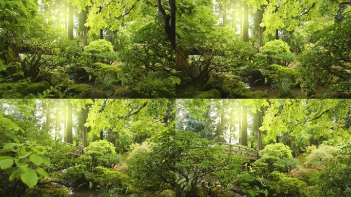宏伟的日本花园。相机在绿色植物到溪流和桥梁之间移动，在背景上晒太阳