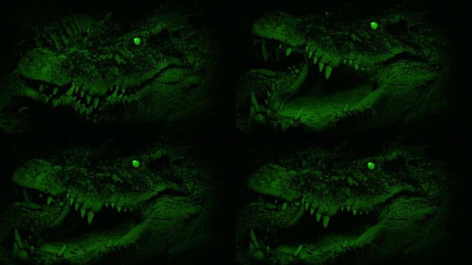 夜景鳄鱼用发光的眼睛张开嘴