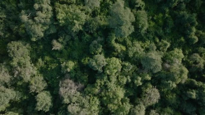 树顶林冠的空中缩小视图