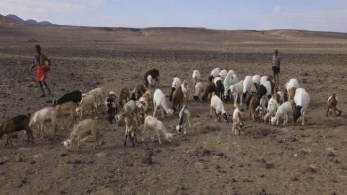气候变化。干旱。水危机。年轻的非洲男孩在干旱的风景中放牧山羊。肯尼亚