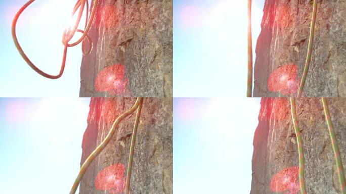 特写: 登山者完成攀登后，安全绳沿着岩石悬崖掉落