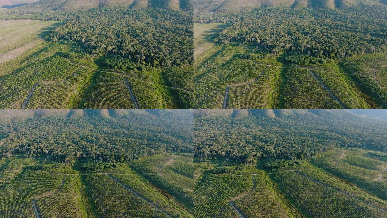 美丽的亚热带温带雨林砍伐森林的高空平移视图。气候变化