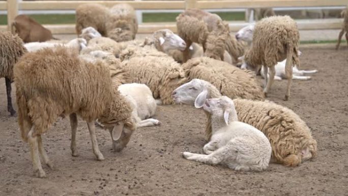 农场的绵羊生活一瞥。