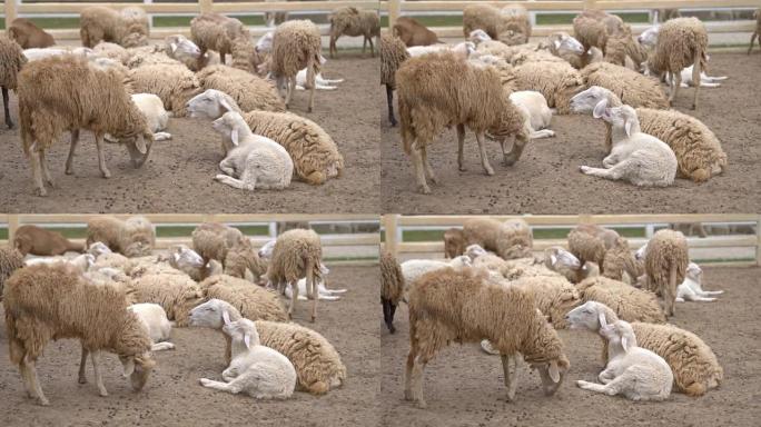 农场的绵羊生活一瞥。