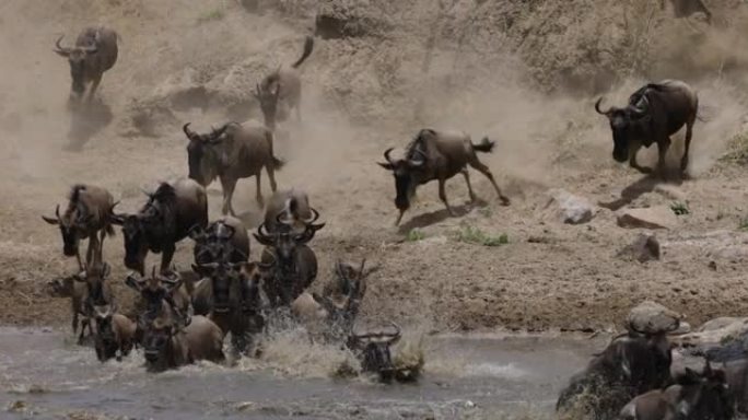 慢动作迁徙牛群角马为生存，跑步，游泳和穿越马拉河而战