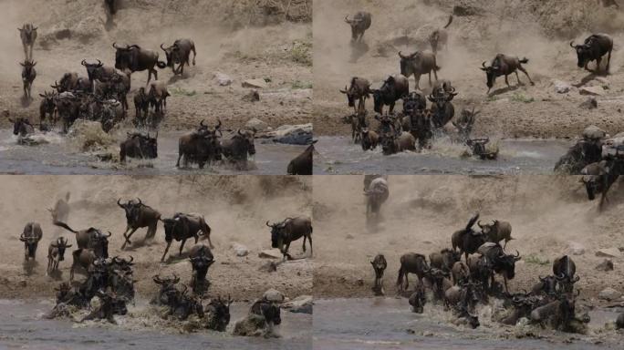 慢动作迁徙牛群角马为生存，跑步，游泳和穿越马拉河而战