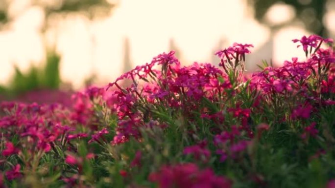 盛开的野花田花海花朵庄园