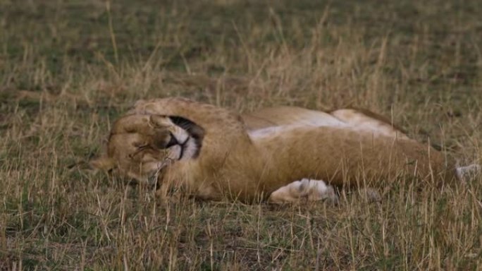 特写慢速母狮和一只年轻可爱的幼崽躺在非洲大草原上互动