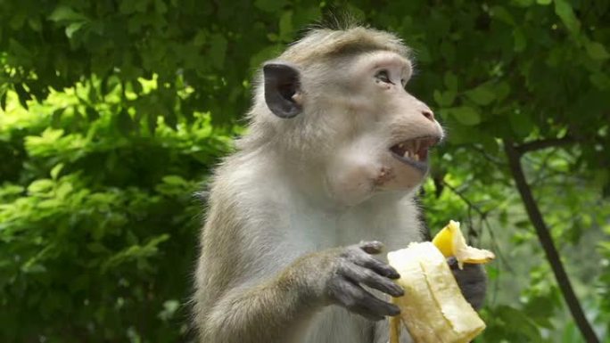 猴子吃香蕉