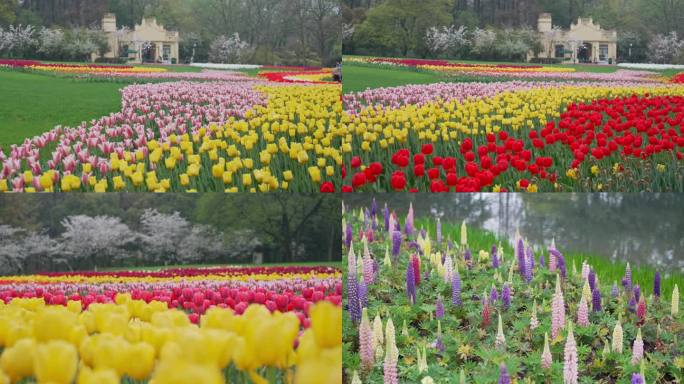 4k实拍杭州郁金香花海