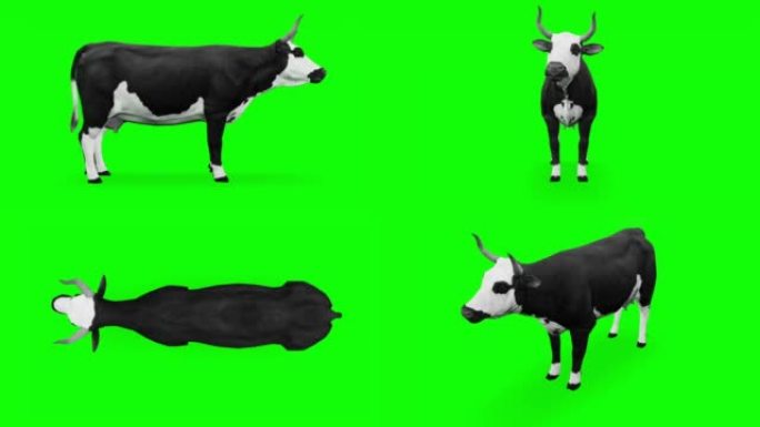 绿色屏幕上的等待牛。动物的概念，野生动物，游戏，返校，3d动画，短视频，电影，卡通，有机，色键，人物