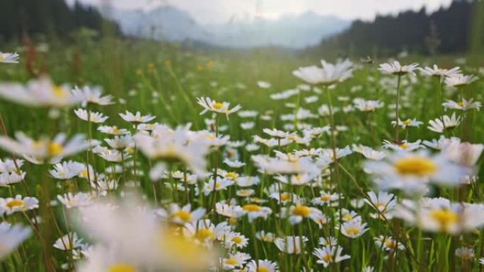 山里有雏菊的夏季田野。相机在茂密的绿草中白色茂密的雏菊之间移动。高山草甸夏季植物区系背景。万向节射击