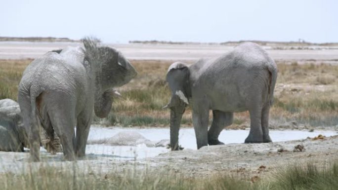 非洲纳米比亚埃托沙国家公园的大象在水中嬉戏和沐浴