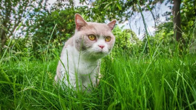 英国短毛猫特写展示猫猫萌宠