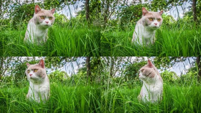 英国短毛猫特写展示猫猫萌宠