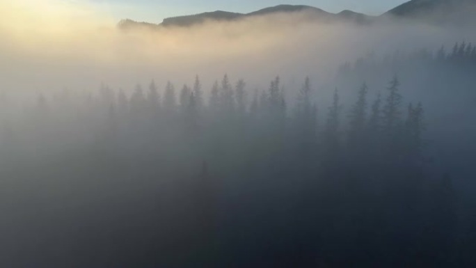 能见度差的飞行。在雾中低空飞越枞树。晨雾中的山林景观。山上有雾的早晨