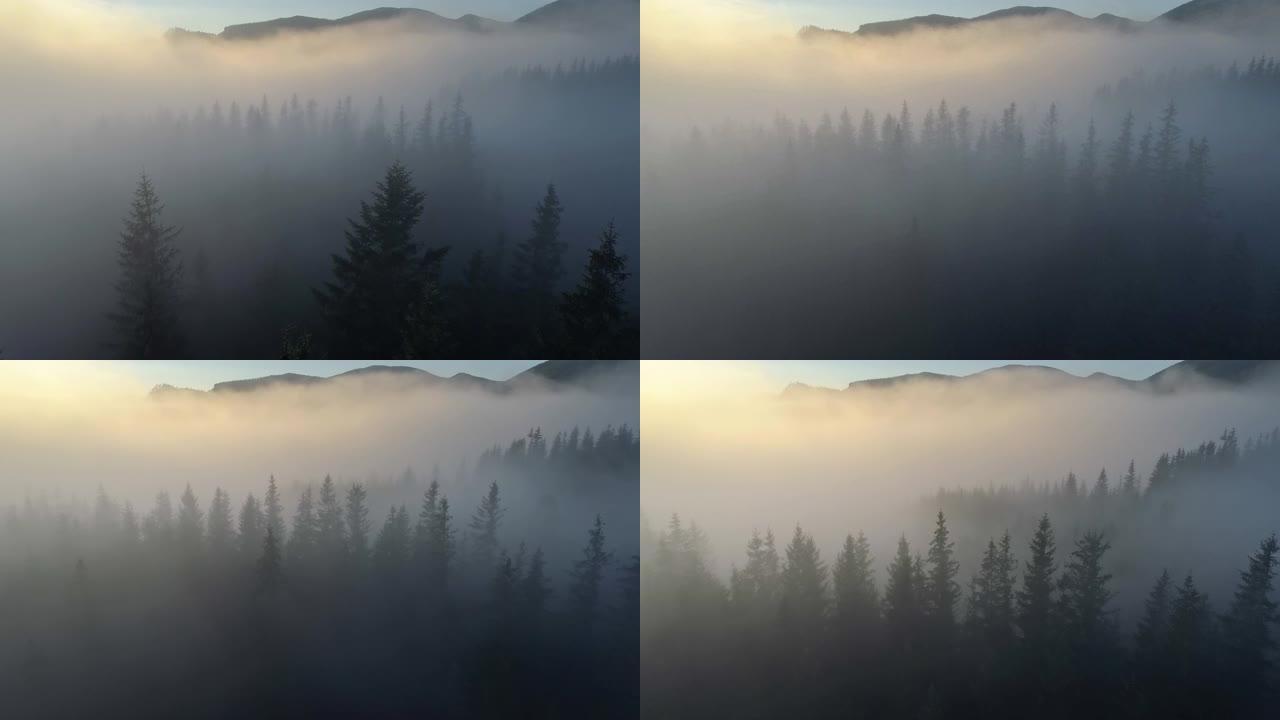 能见度差的飞行。在雾中低空飞越枞树。晨雾中的山林景观。山上有雾的早晨