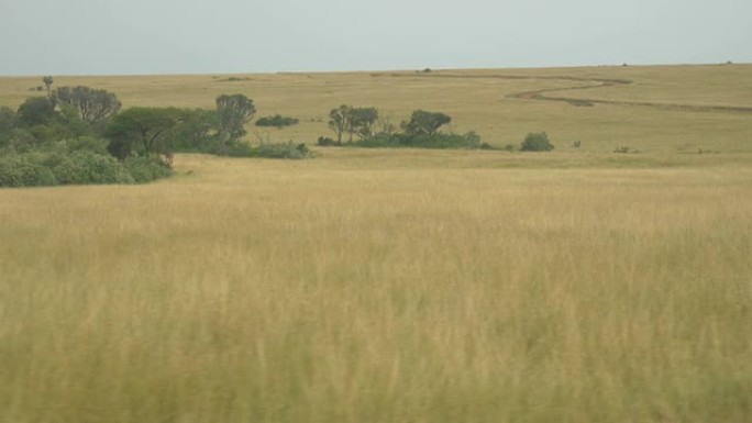 空中: 非洲大草原