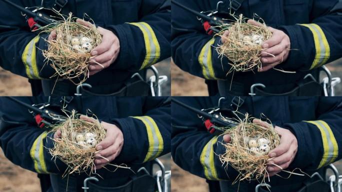 消防员手中装有小鸡蛋的巢的特写