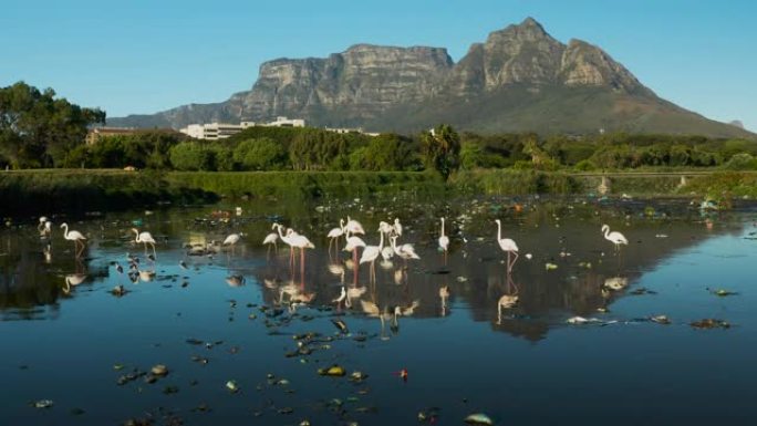 水污染。空中缩小火烈鸟在南非可怕的塑料污染水道中觅食的视野，背景是桌山