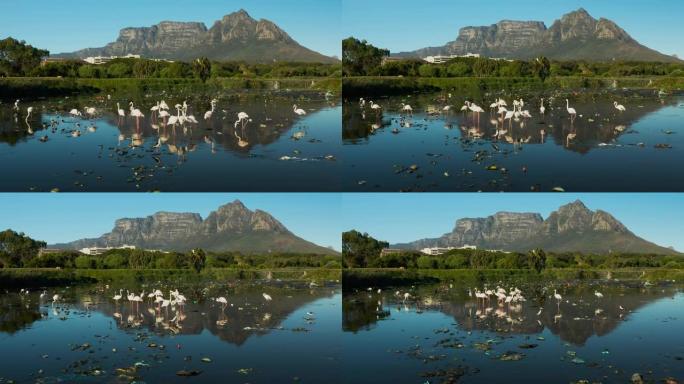 水污染。空中缩小火烈鸟在南非可怕的塑料污染水道中觅食的视野，背景是桌山
