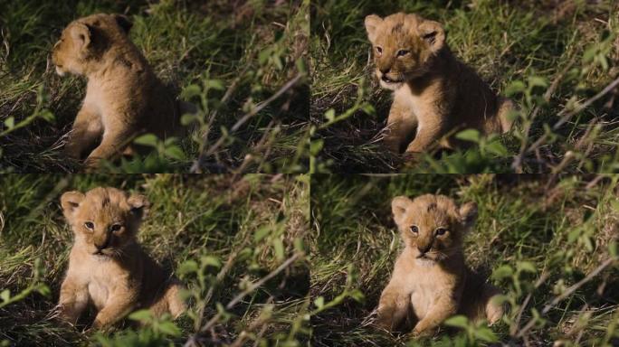 特写可爱的幼崽坐在非洲大草原上呼唤它的母亲