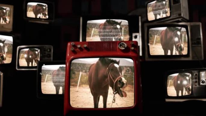 马伸出舌头和老式电视。4k分辨率。